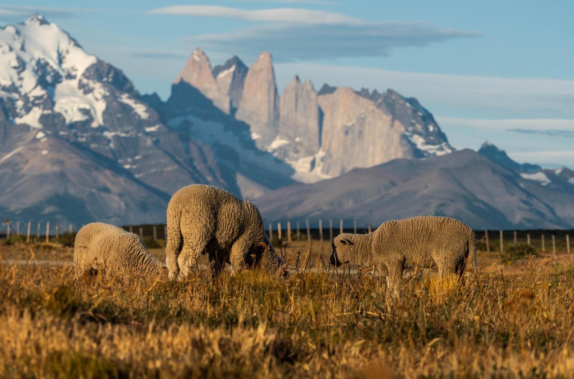 埃斯坦西亚山圭多酒店 Torres del Paine National Park 外观 照片